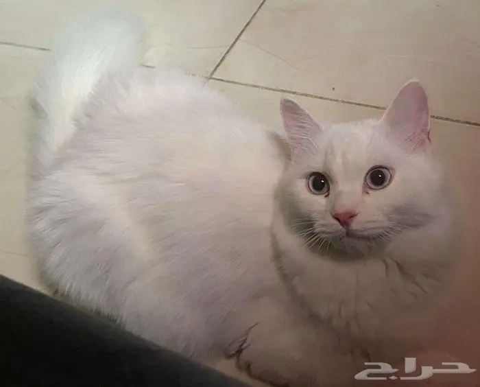 قطط للتبني مجانا 2