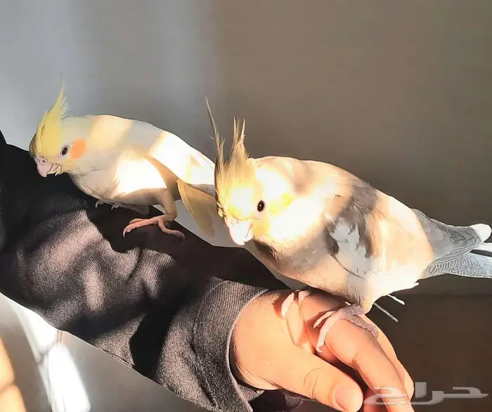 فروخ كراون لاتنيوم هولنديه متكلم الذكر مشالله 3