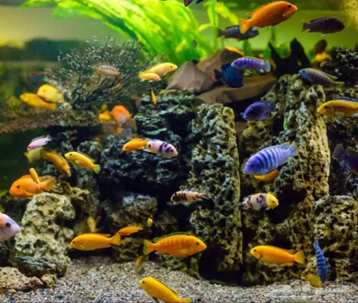 اسماك زينة جملة 3