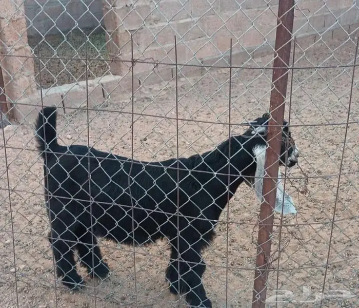 السلام عليكم 0