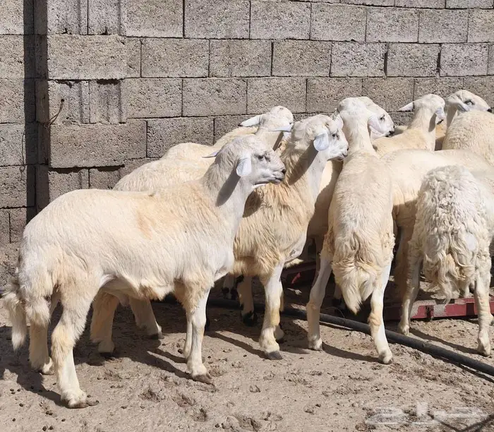 خرفان حريات للبيع محايل عسير 1