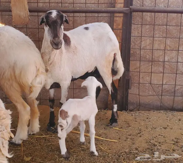 نعجة رفيدية تحتها خروف طيب 0