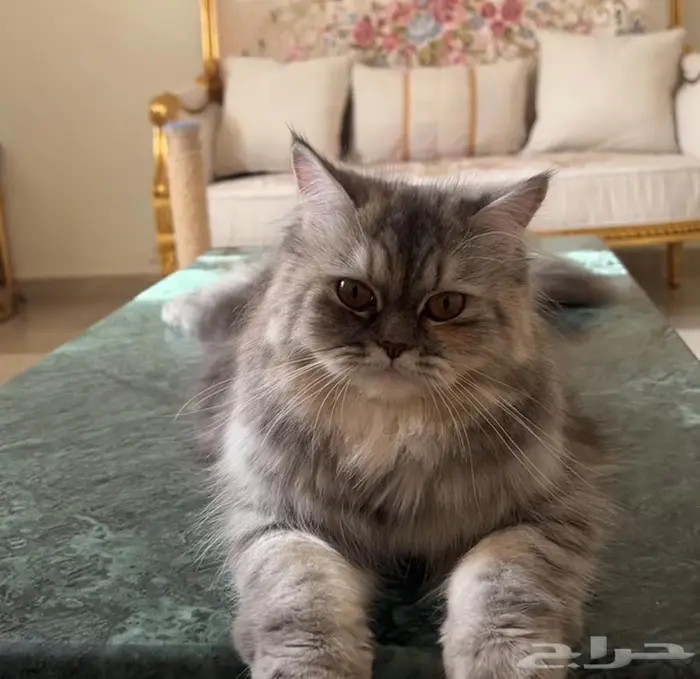 قطه شيرازيه للتبني 0