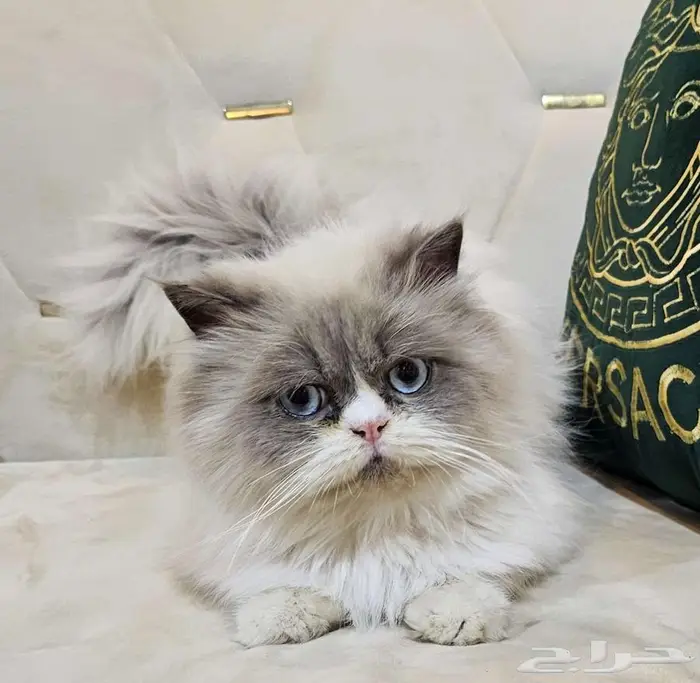 قط للتزاوج 0