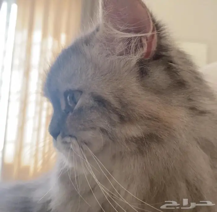 قطه شيرازيه للتبني 1