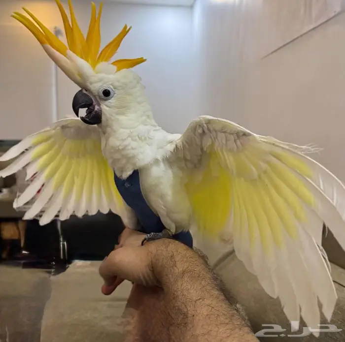 فرخ كوكاتو سيترون انتاج محلي - لعشاق النوادر - تم البيع 0