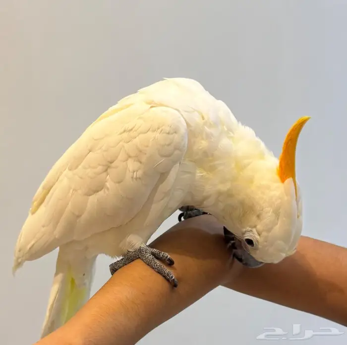 فرخ كوكاتو سيترون انتاج محلي - لعشاق النوادر - تم البيع 4