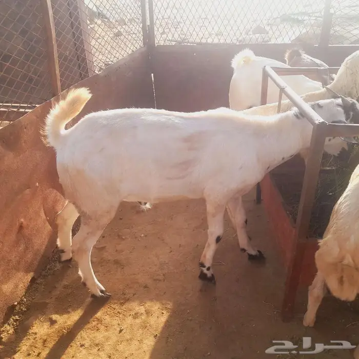 تيس بلدي العيدابي 0