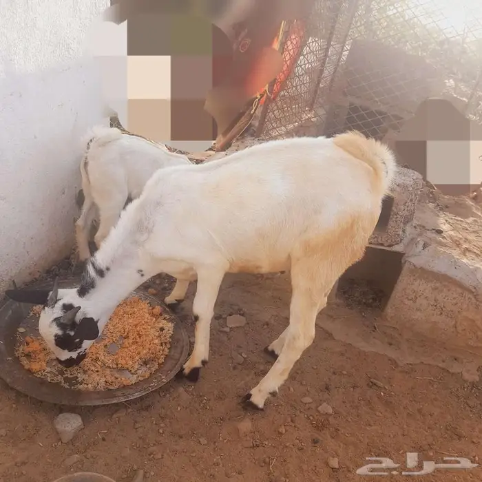 تيس بلدي العيدابي 2