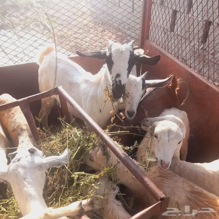 تيس بلدي العيدابي 1