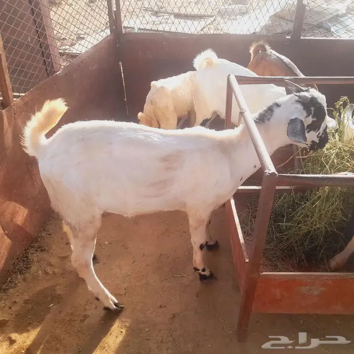 تيس بلدي العيدابي 3