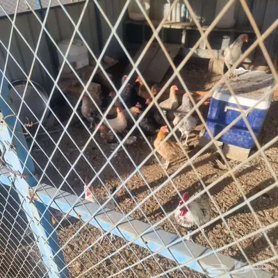 دجاج بلدي معاة صندقة 3 4 متىر index