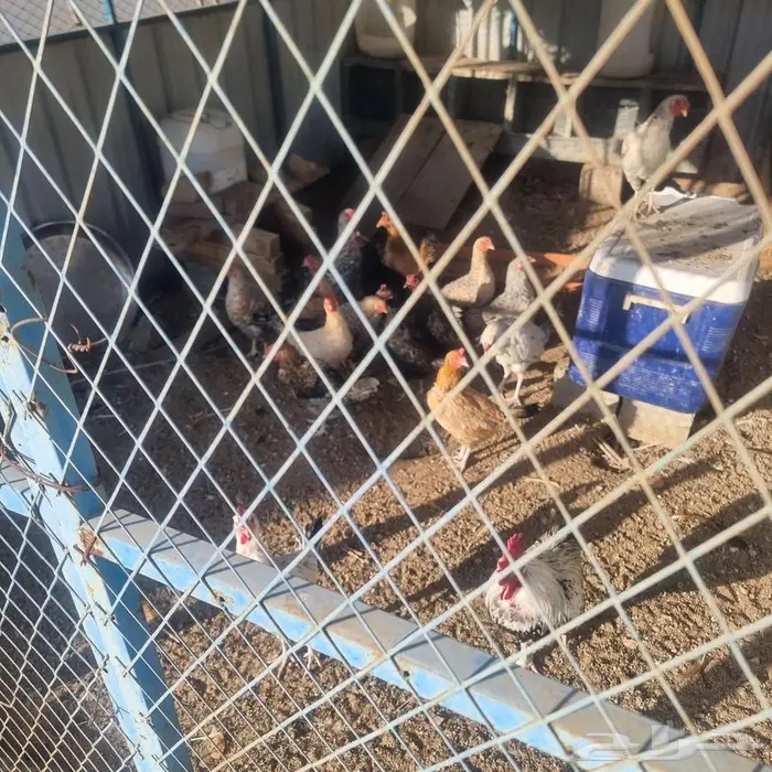 دجاج بلدي معاة صندقة 3 4 متىر 1