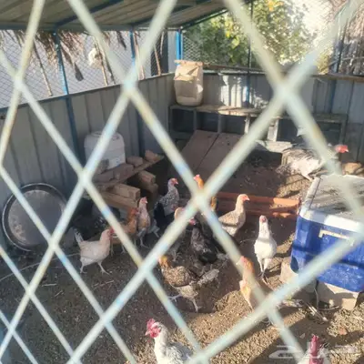 دجاج بلدي معاة صندقة 3 4 متىر index