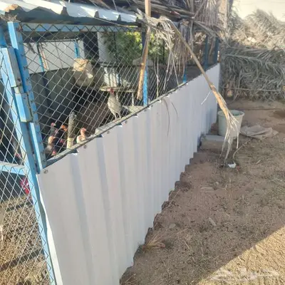 دجاج بلدي معاة صندقة 3 4 متىر index