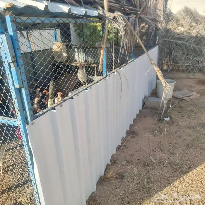 دجاج بلدي معاة صندقة 3 4 متىر 0