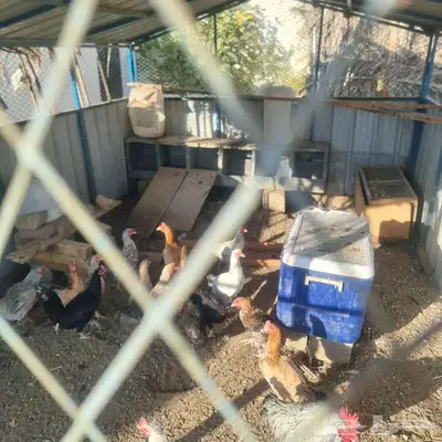 دجاج بلدي معاة صندقة 3 4 متىر index