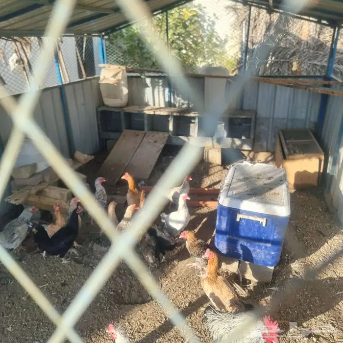 دجاج بلدي معاة صندقة 3 4 متىر 2