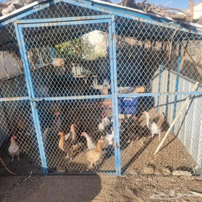 دجاج بلدي معاة صندقة 3 4 متىر 4