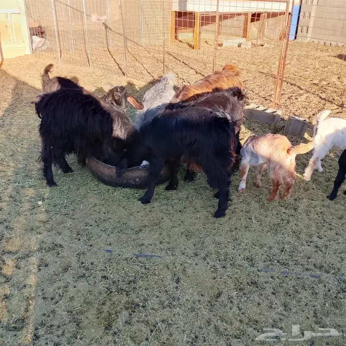 تيس عاضي لباني 0