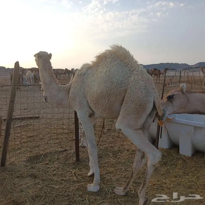 قعود أوضح للبيع 0