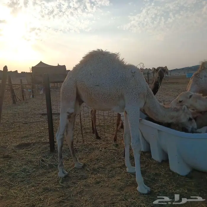 قعود أوضح للبيع 2