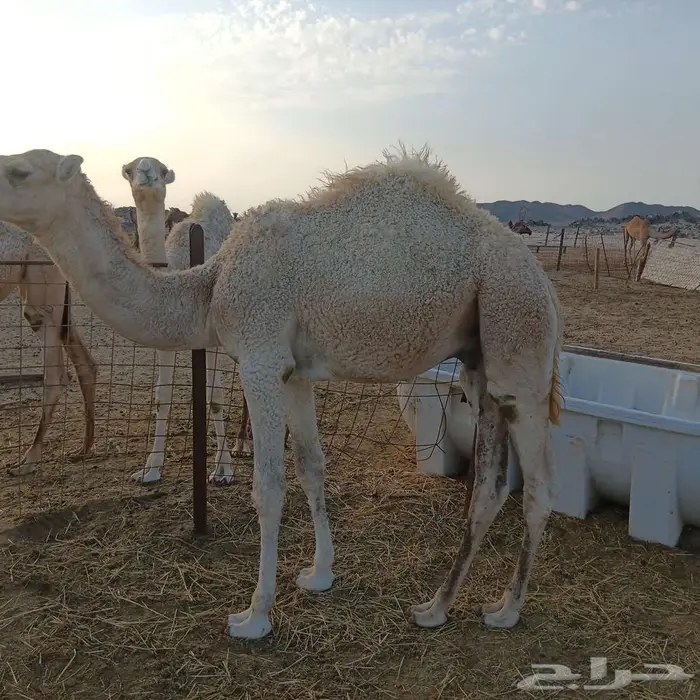 قعود أوضح للبيع 1