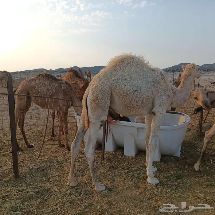 قعود أوضح للبيع 3