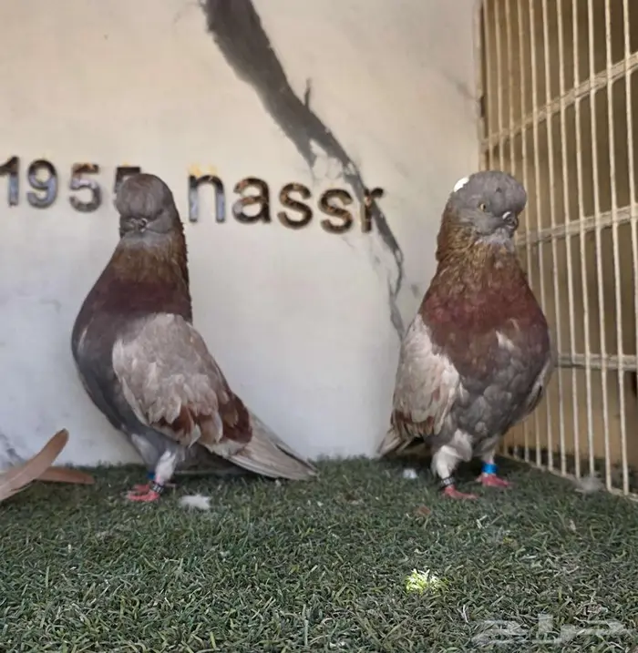 زوج لونق كلين مستوى بطل 9