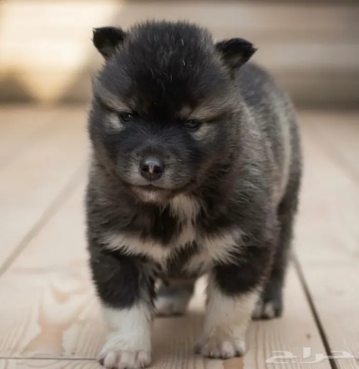 جراء هاسكي احجام ممتازه 3