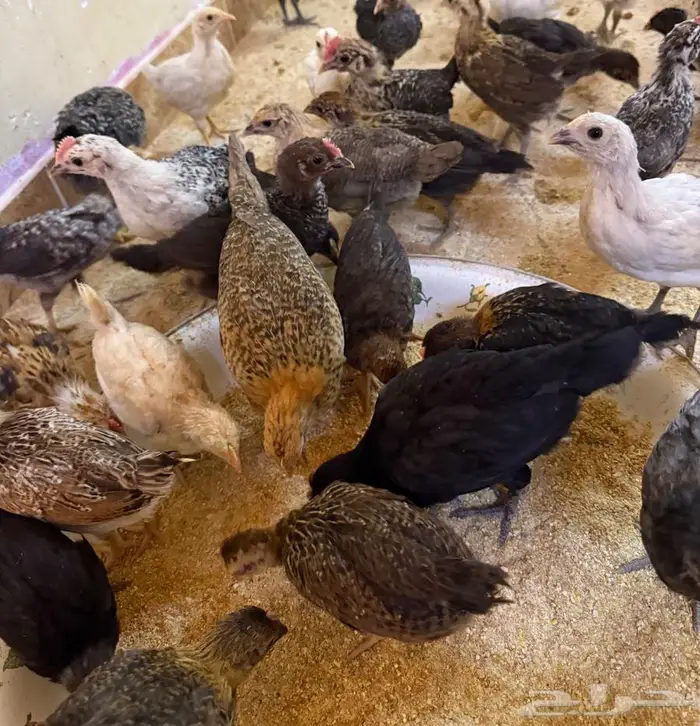 صيصان فيومي   بلدي   تركي - فراريج عمر شهرين 1