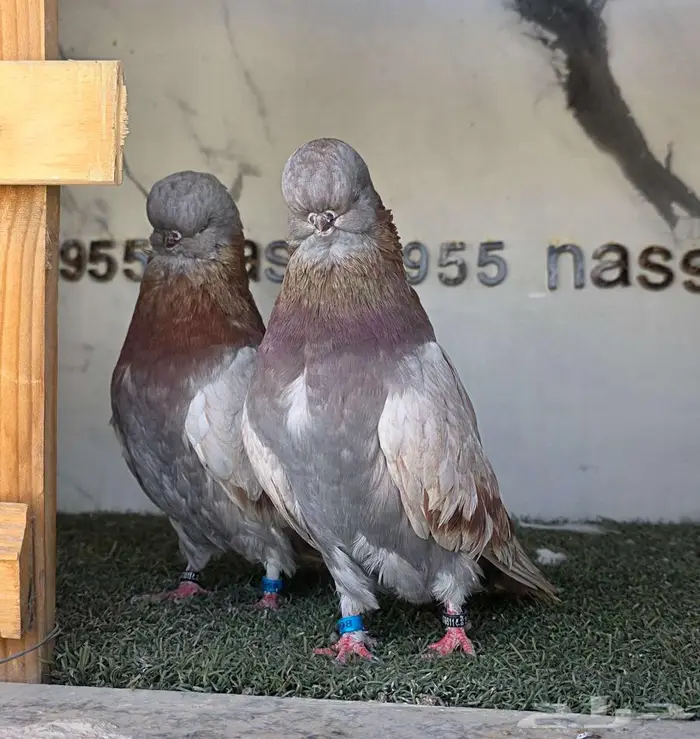 زوج لونق كلين مستوى بطل 10