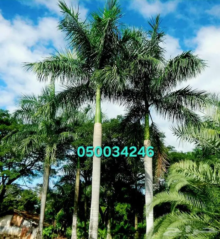 نخل واشنطني ونخل ملوكي للبيع 0