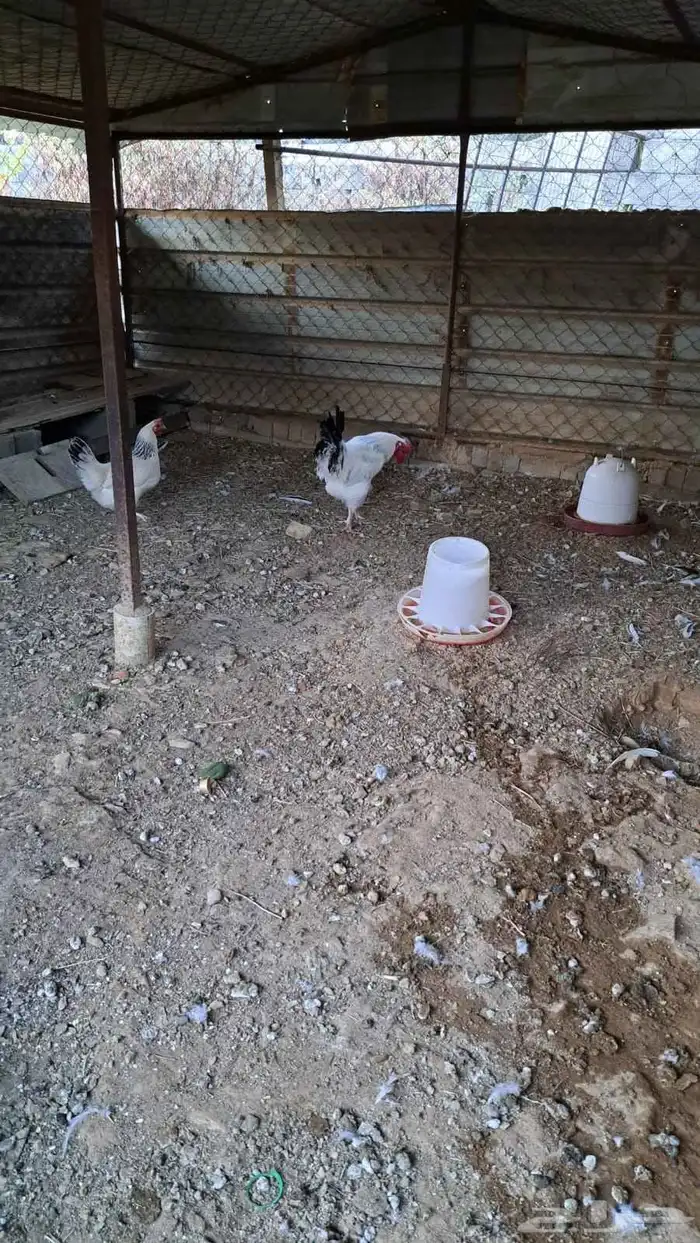 دجاج فرنسي ابيض 0