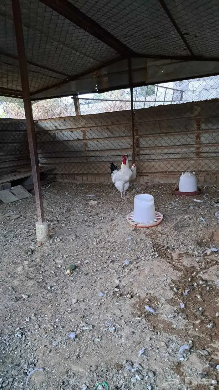 دجاج فرنسي ابيض 2