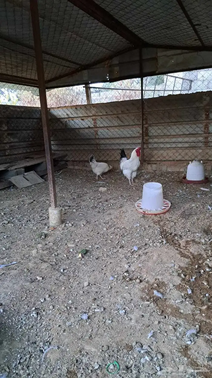 دجاج فرنسي ابيض 1