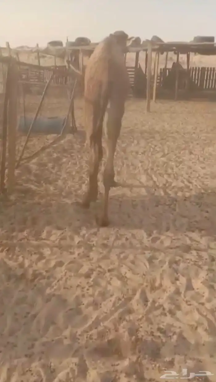 حاشي قعود كفو 3