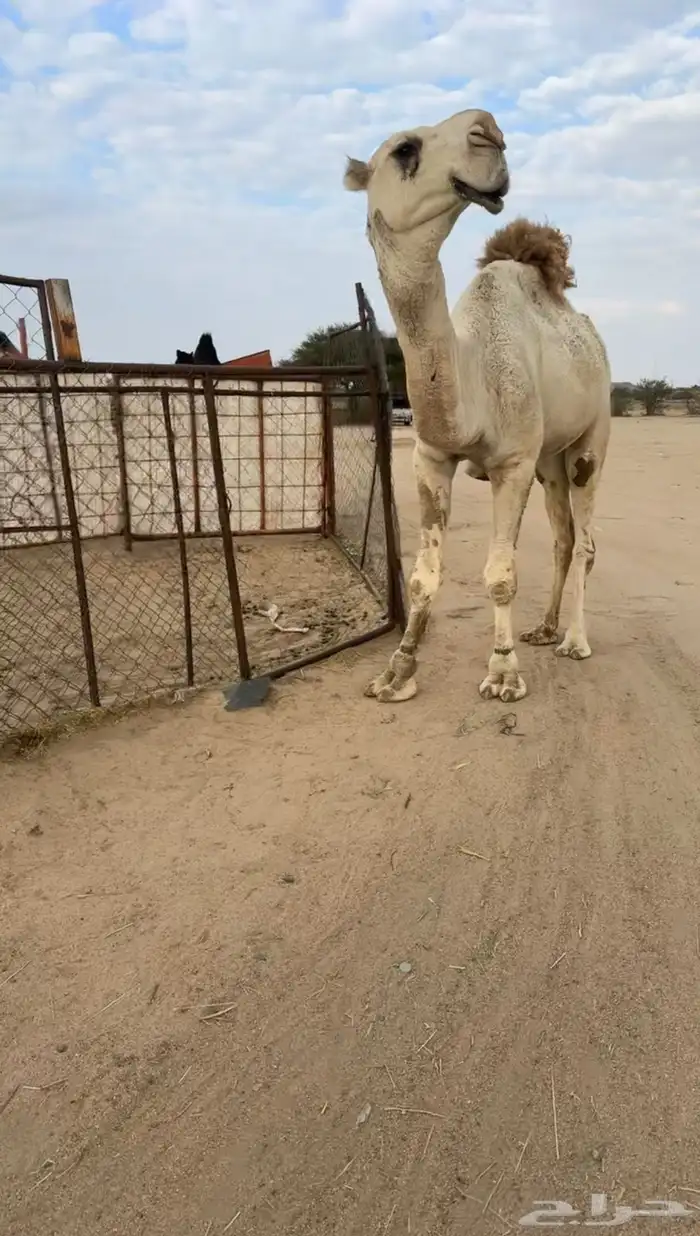 بعير للبيع 1