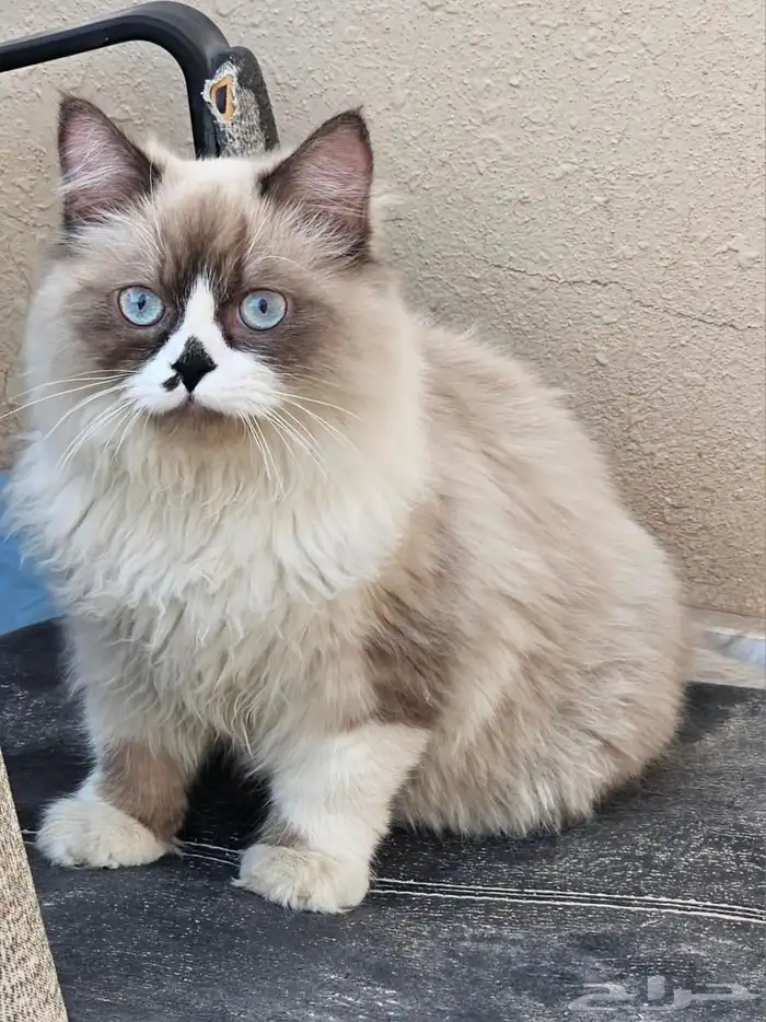 قط هملايا بيور 0