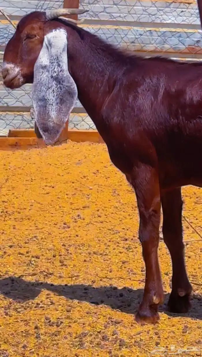 جفره دهما مطوره دافع 2