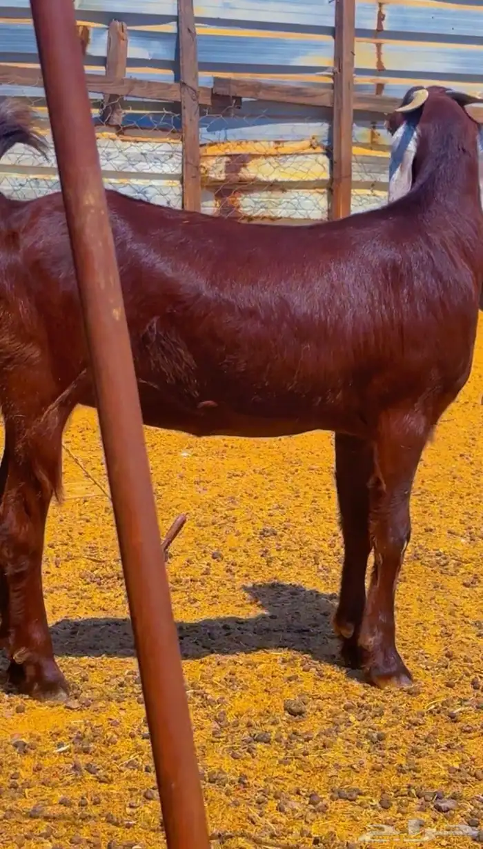 جفره دهما مطوره دافع 1