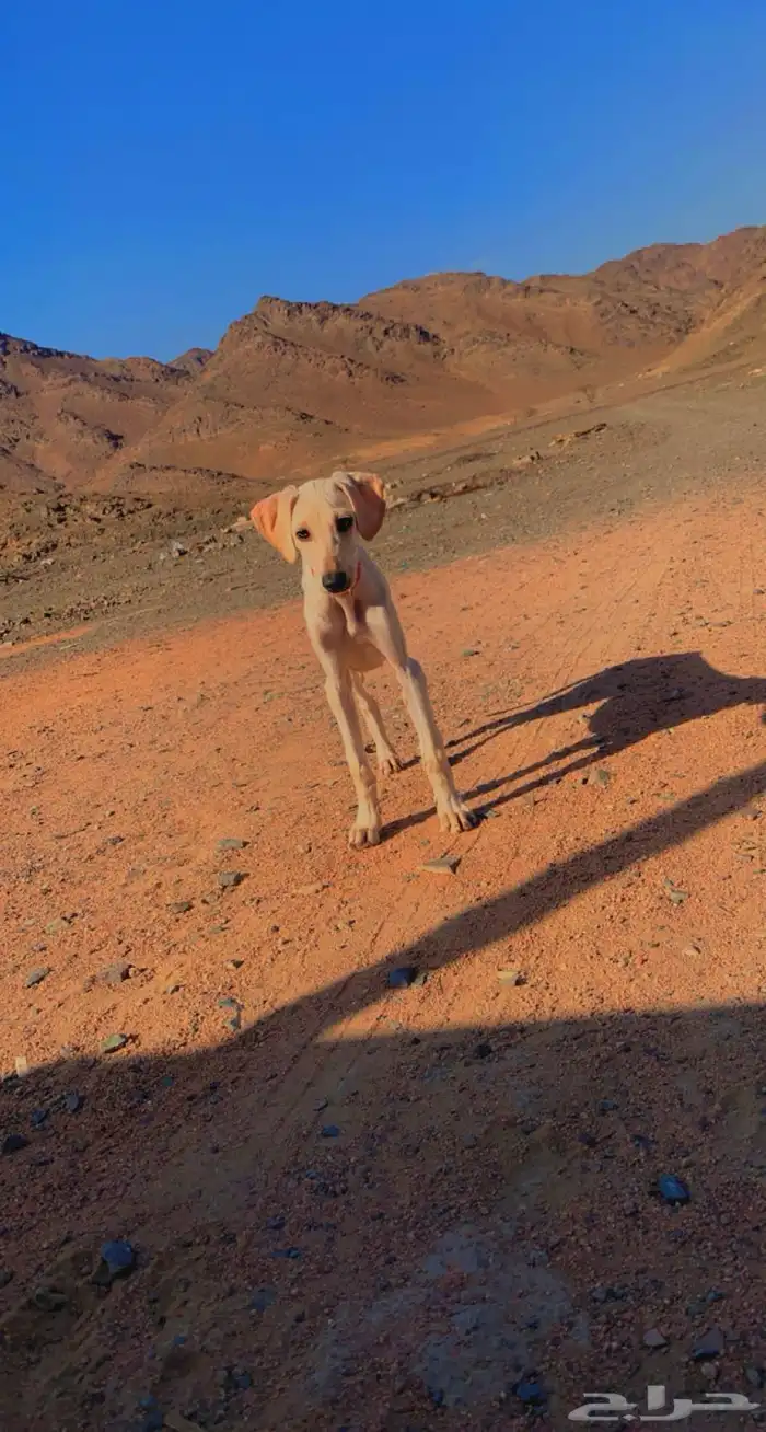 الي عنده جراوة سلق او سلق يتواصل معي خااض ضروري .. 0