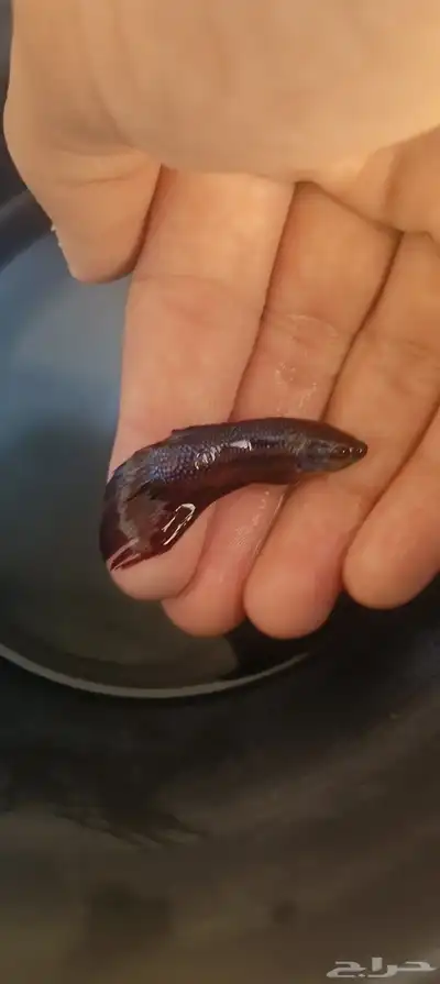 حراج الاسماك index