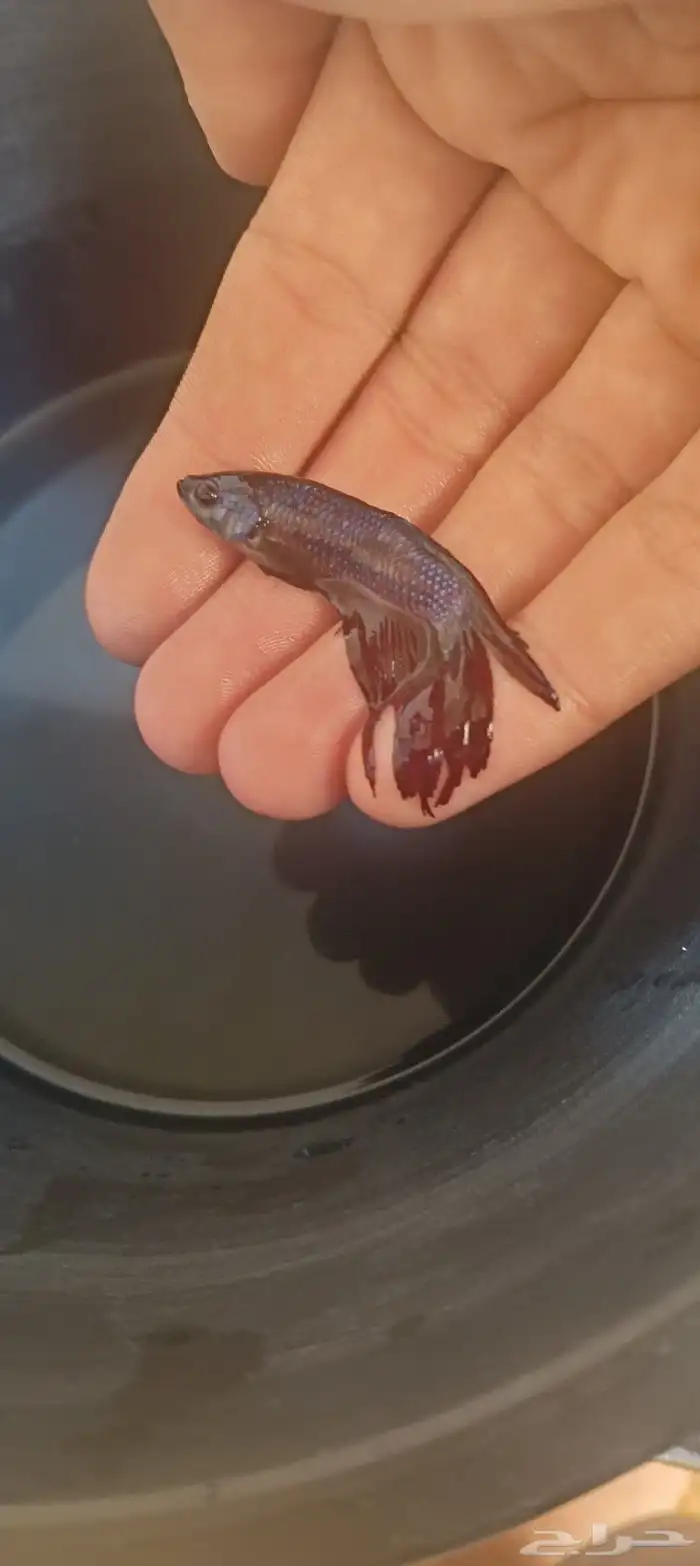 حراج الاسماك 0