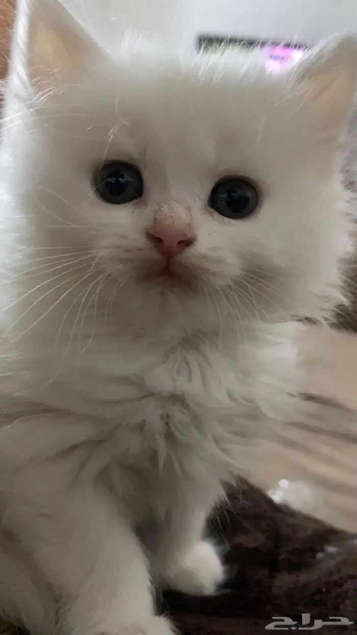 قطط شيرازي للبيع 1