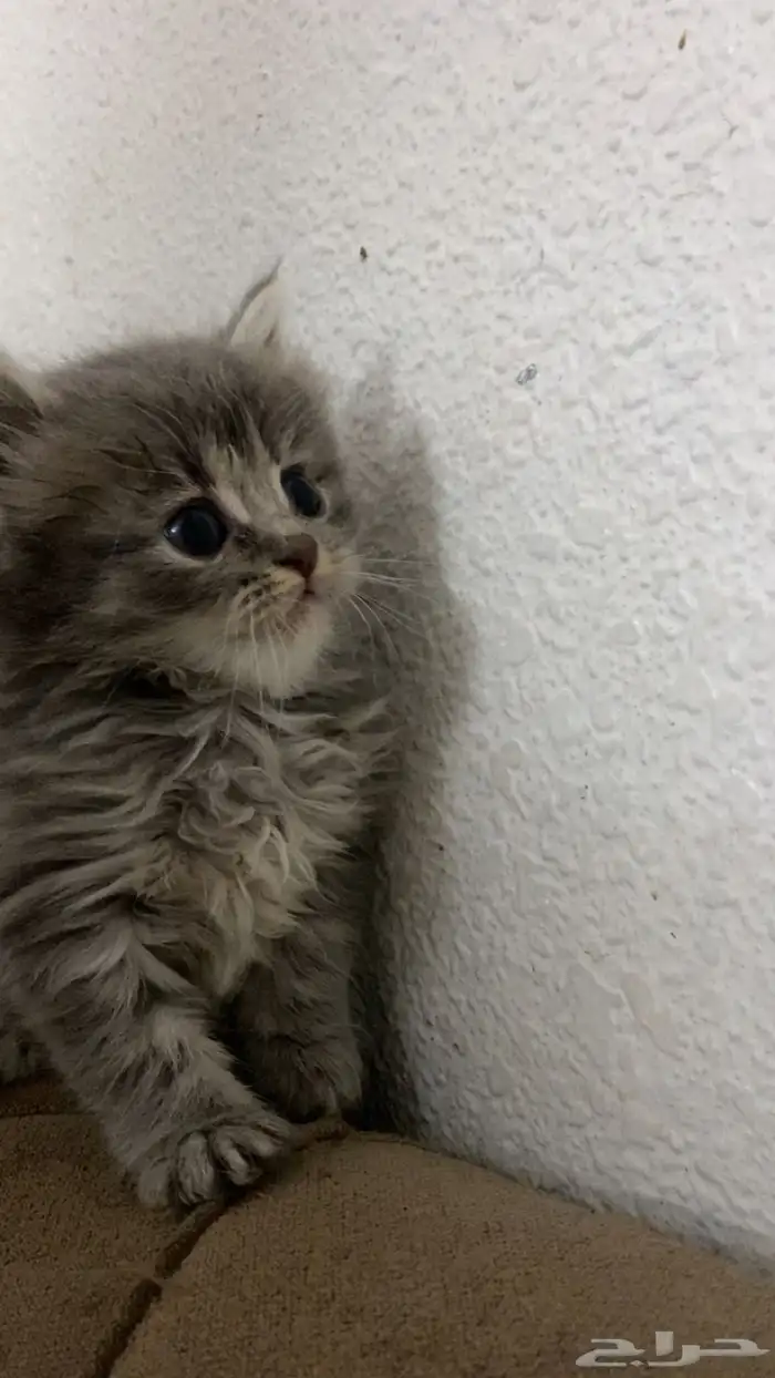 قطط شيرازي للبيع 7