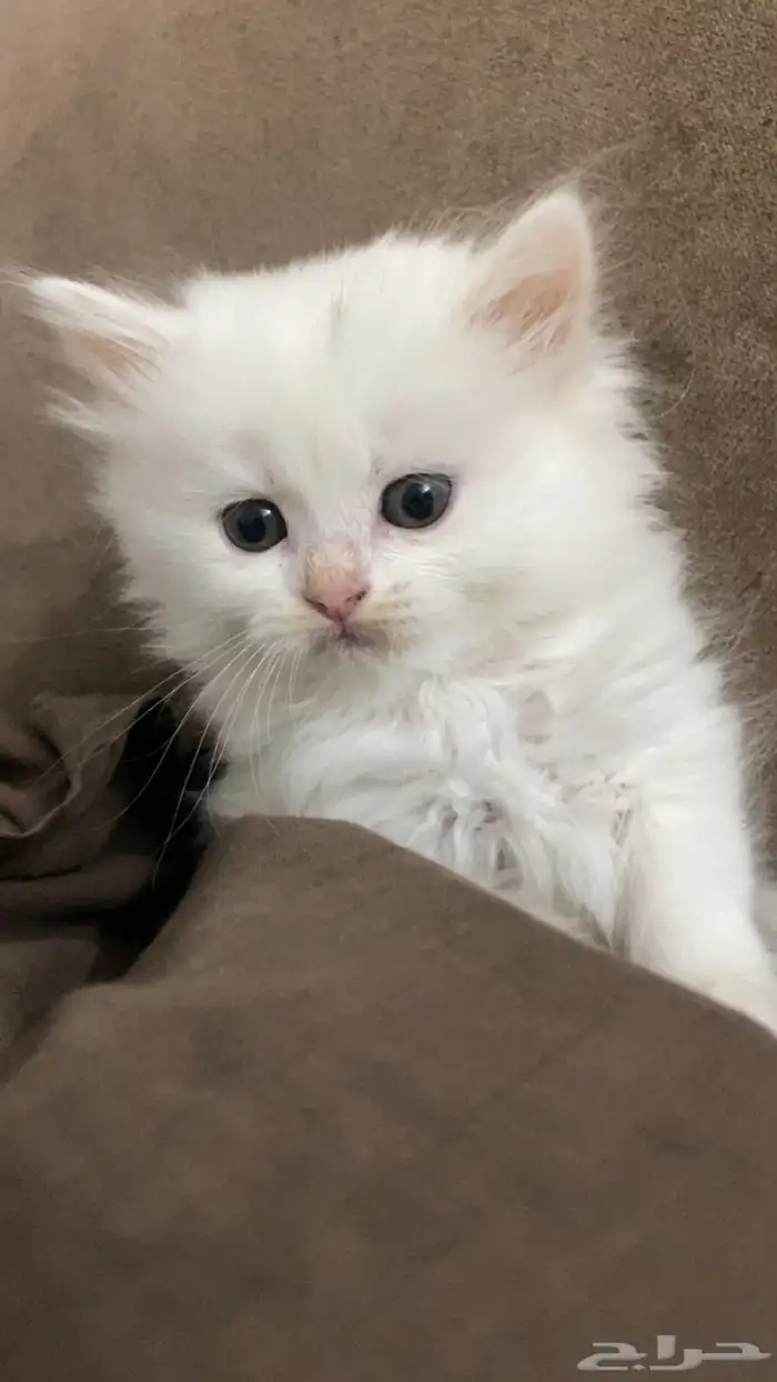 قطط شيرازي للبيع 3