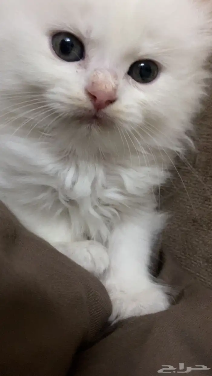 قطط شيرازي للبيع 4