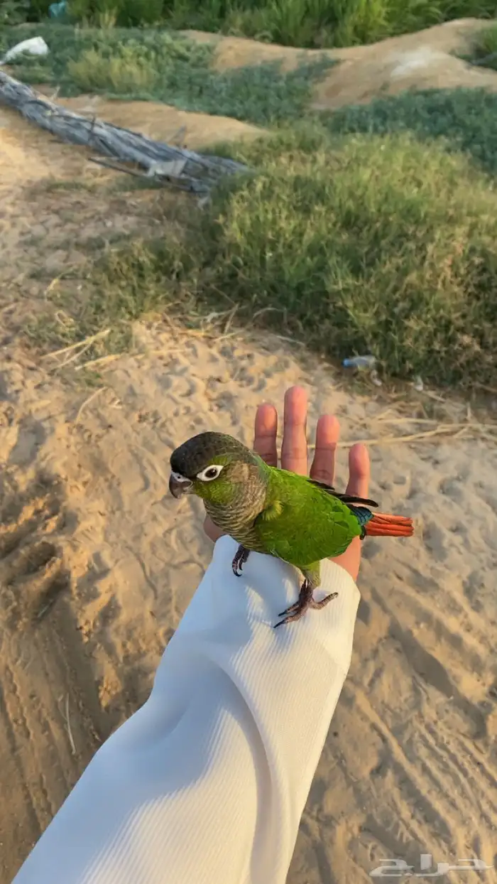 كنيور قرين شيك 1