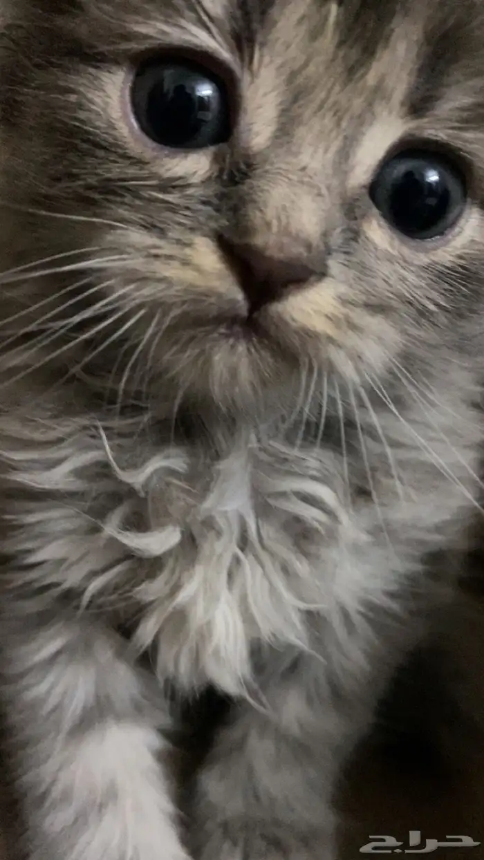 قطط شيرازي للبيع 0
